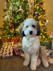 Maggie F1 Mini Bernedoodle of Skye & Riggs